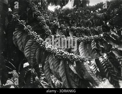 Cette photographie d'Onnes Kurkdjian, prise en 1912 ou avant, montre un caféier sur l'île de Java, dans les Indes orientales néerlandaises (aujourd'hui Indonésie). L'image met en évidence les feuilles de café, les branches et les fruits (baies), illustrant les pratiques agricoles, la culture des cultures, et les caractéristiques botaniques des plantes Coffea au début du XXe siècle à Java. Le cadre reflète les environnements de plantations tropicales et la documentation agricole historique. Banque D'Images