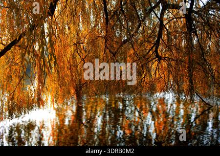 Branches d'un saule pleureur avec des feuilles de couleur automnale suspendues au-dessus d'un lac sur le rivage Banque D'Images