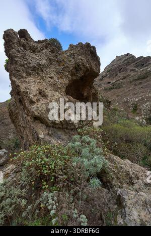 Une grande formation rocheuse volcanique altérée avec une grotte proéminente s'ouvrant haut sur sa face, recouverte de lichen et entourée de pla succulent endémique Banque D'Images