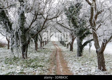 Un sentier à travers un verger de pomme couvert de neige en hiver Banque D'Images