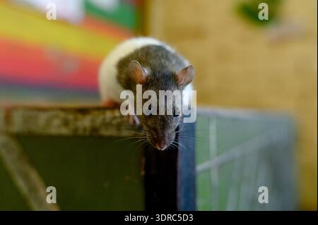 Portrait d'un rat apprivoisé aux yeux noirs et aux longues moustaches. Un rat blanc et gris décoratif est assis sur le bord d'une cloison en bois dans un gros plan de pièce Banque D'Images