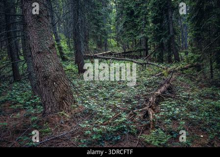 Forêt en Wolosate villlage - piste touristique à pic dans la Tarnica Bieszczady, dans le sud de la Pologne, vue à partir d'un chemin de crête Tarnica Banque D'Images