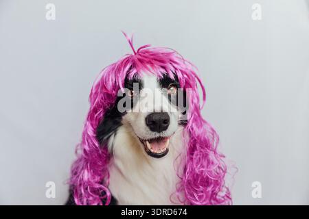 Collie de bordure de chien de compagnie portant une perruque lilas bouclé colorée isolée sur fond blanc. Chiot drôle en perruque rose dans le carnaval ou le hall Banque D'Images