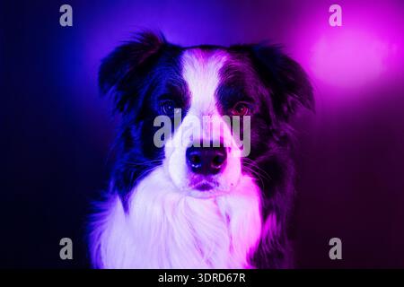 Chiot chien frontière collie sur fond sombre de studio multicolore dans la lumière bleu violet rose dégradé de néon. Chien mignon. Animal Lif Banque D'Images