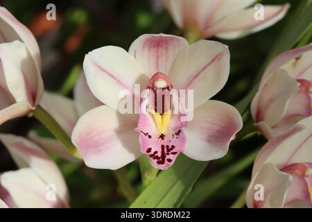 Gros plan fleur d'orchidée simple avec de la crème pâle avec des marques rose blush. Lèvre en rose pâle avec taches brun rougeâtre Bordeaux. Orchidée Cymbidium Banque D'Images