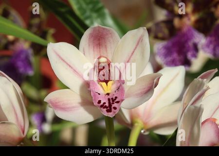 Gros plan fleur d'orchidée simple avec de la crème pâle avec des marques rose blush. Lèvre en rose pâle avec taches brun rougeâtre Bordeaux. Orchidée Cymbidium Banque D'Images