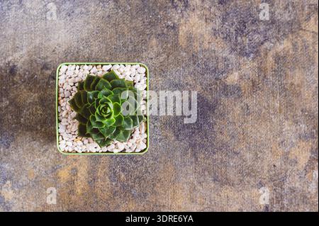 Succulent dans un pot décoratif sur une vue de dessus de fond gris texturé Banque D'Images