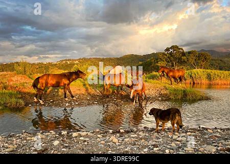 Vue colorée d'un troupeau de chevaux qui paissent paisiblement. Paysage radieux. Prairie ensoleillée et rivière Banque D'Images