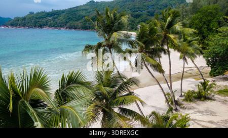 Vue aérienne de palmiers jetant des ombres sur le sable blanc de la plage d'Anse intendance rencontrant l'océan turquoise, Takamaka, Mahé, Seychelles. Banque D'Images