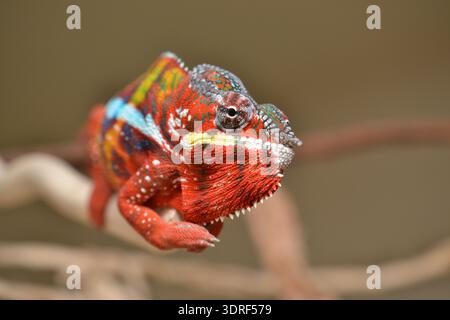 Mâle Panther Chameleon (Furcifer pardalis) perché sur branche, reptile tropical rouge vif et multicolore Banque D'Images