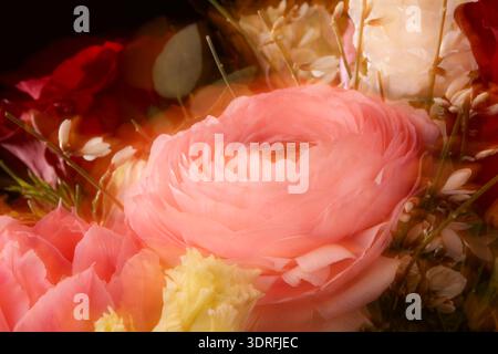 Une photo macro vibrante capture un bouquet frais de roses et de gerberas sur un fond de studio doux, avec un flou de mouvement et une faible profondeur de F. Banque D'Images
