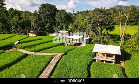 De vastes rizières s'étendent à travers le paysage, parsemées de cabanes rustiques sous un ciel lumineux à Chiang mai Thaïlande, cabane en bambou en bois dans un champ de riz Banque D'Images