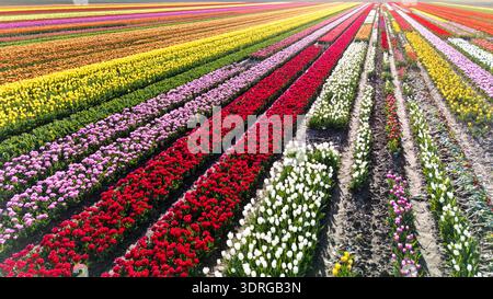 Champs de tulipes printanières dynamiques à Flevoland, aux pays-Bas, présentant une tapisserie florale colorée Banque D'Images