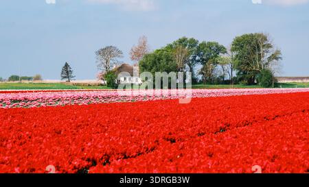 Champs de tulipes vibrants aux pays-Bas présentant un paysage printanier coloré près d'un chalet pittoresque Banque D'Images