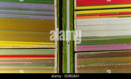 Superbe vue aérienne des champs de tulipes vibrants aux pays-Bas pendant la floraison printanière Banque D'Images