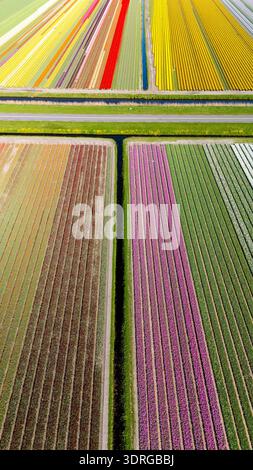 Superbe vue aérienne des champs de tulipes vibrants aux pays-Bas pendant la floraison printanière Banque D'Images