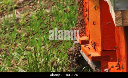 Essaim d'abeilles mellifères volant autour de l'entrée de ruche orange dans la prairie verte, foyer sélectif Banque D'Images