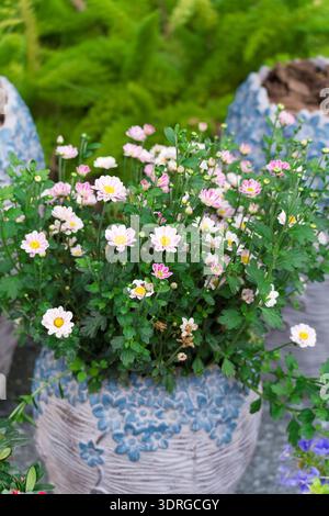 Chrysanthèmes roses et blancs en pot à motif bleu avec fond de feuillage vert Banque D'Images