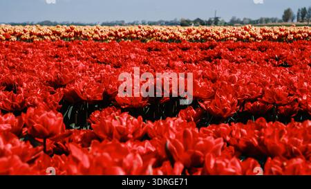Champs de tulipes colorés en pleine floraison présentant des teintes rouges et jaunes vibrantes aux pays-Bas Banque D'Images