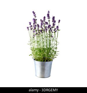 Croissance et floraison de fleurs de lavande avec des bourgeons dans un seau en zinc isolé sur fond blanc. Fleurs de jardin de printemps et d'été en pot. Banque D'Images