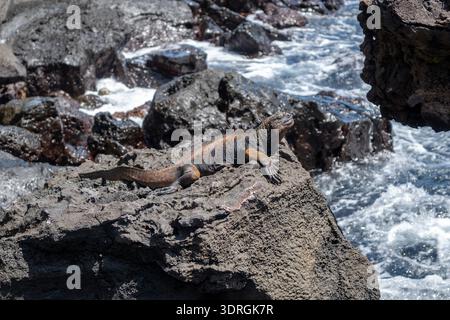 Iguane marin reposant sur des rochers au bord de l'océan, Galapagos Banque D'Images