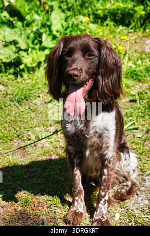 Chien de chasse Kleiner Münsterländer Banque D'Images