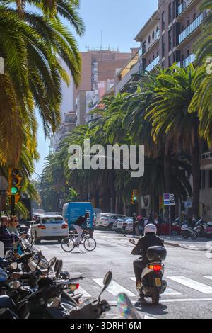 Malaga, Espagne – 10 février 2020 : scène de circulation urbaine animée avec une voiture blanche et des piétons sur un passage à zèbre encadré par le massif Phoenix canariensis Banque D'Images