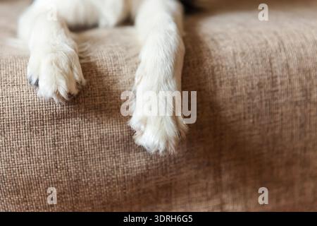 Les pattes du chien se rapprochent. Portrait drôle de chien de chiot souriant mignon bordé collie sur le canapé. Nouveau beau membre de la famille petit chien à ho Banque D'Images