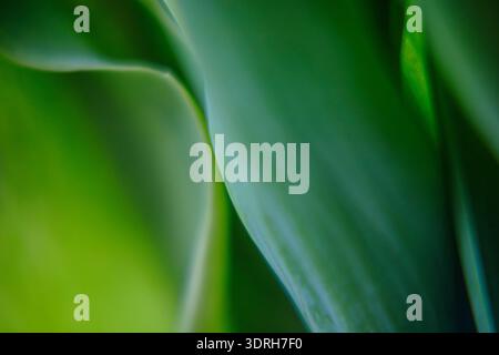 Fond abstrait horizontal de plis de feuilles vertes avec un flou artistique. Texture douce de la nature pour l'en-tête ou la bannière du site Web. Banque D'Images