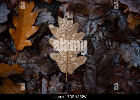 Gros plan d'une feuille de chêne brun recouverte de gouttelettes d'eau sur le plancher forestier humide en automne, Ko-hegy, Szentendre, Hongrie Banque D'Images
