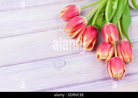 Tulipes rouges sur la table en bois. Top View with copy space Banque D'Images