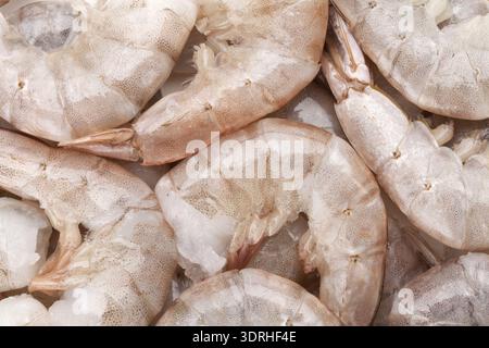 Crevettes non cuites brutes Banque D'Images