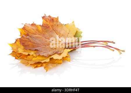 Feuilles d'érable coloré d'automne Banque D'Images