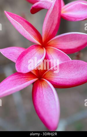 Gros plan vertical de fleurs de plumeria frangipani roses. Fond floral tropical pour les projets de spa de luxe, de bien-être et de marketing de voyage exotique. Banque D'Images