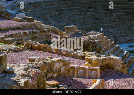 Malaga, Espagne : une mouette repose sur les anciennes ruines en pierre du Teatro Romano avec les rangées de sièges étagées du site archéologique visibles dans le Banque D'Images