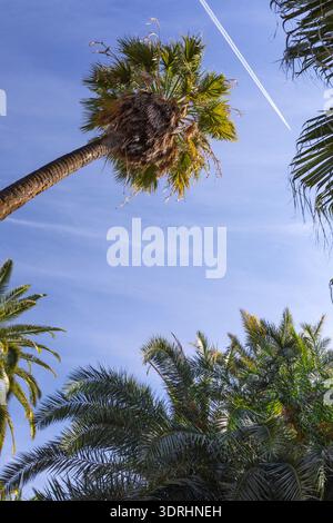 Vue en bas angle de palmiers verts s'étendant vers un ciel bleu clair avec une traînée d'avion à réaction blanche représentant le vol de voyage en avion et la conception de vacances Banque D'Images