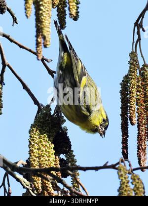 Une marque Siskin Carduelis spinus se nourrissant de graines au Royaume-Uni pendant l'hiver Banque D'Images