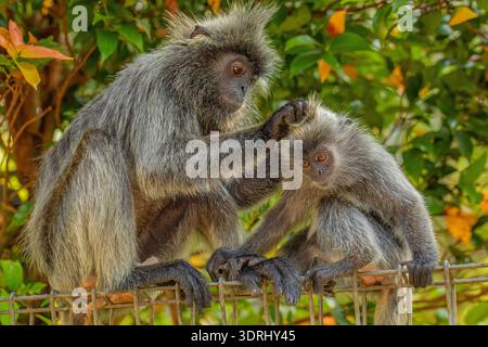 Portrait de langur gris touffeté Semnopithecus priam, également connu sous le nom de langur gris Madras, et langur sacré Coromandel. gris drôle s Banque D'Images