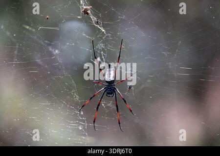 Tisserand d'orbe de soie (Trichonephila Nephila inaurata madagascariensis). Parc national de Ranomafana, Madagascar animal sauvage. énorme sp Banque D'Images