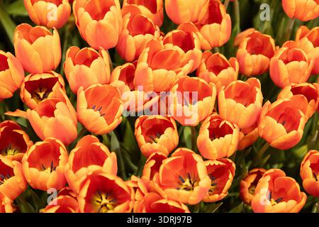 Tulipes oranges éclatantes en pleine floraison créant un superbe affichage floral dans un cadre de jardin Banque D'Images