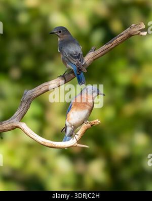 Deux bleus sont assis sur des branches dans un espace vert. Banque D'Images