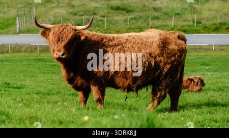 Vaches des Highlands qui paissent paisiblement dans un champ verdoyant sur les îles Féroé Banque D'Images