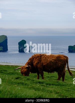 Vache des Highlands pâturant sur des prairies luxuriantes surplombant les falaises spectaculaires des îles Féroé Banque D'Images