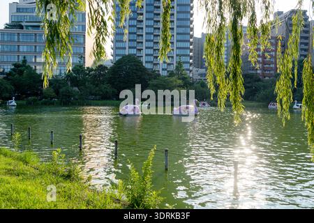 Vue sur le lac Shinobazu no Ike à Ueno, Tokyo, Japon Banque D'Images
