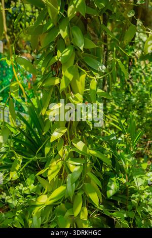 Feuilles de vanille orchidée plante à fleurs, vanille plate à feuilles Banque D'Images