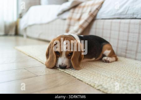 Portrait drôle chien chiot mignon beagle à l'intérieur. Chien de compagnie se reposant à la maison. Chiot chien à l'intérieur dans la chambre domestique. Chien émotionnel drôle ha Banque D'Images