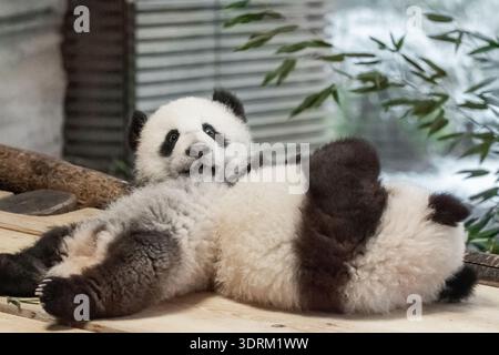 Deux petits Panda, Ailuropoda melanoleuca Banque D'Images