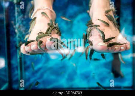 Pédicure spa poisson, poisson docteur dans un aquarium Banque D'Images