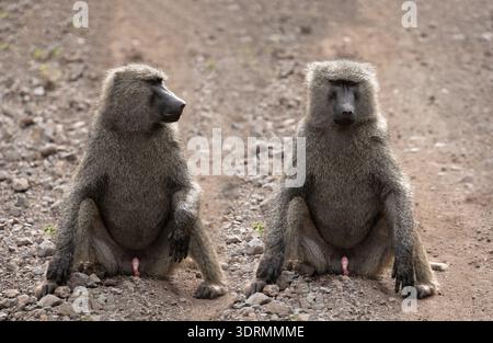 Grand babouin chacma mâle (Papio ursinus) dans un habitat naturel Banque D'Images