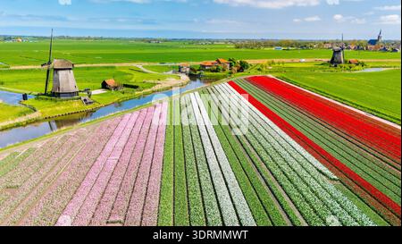 Des rangées vibrantes de tulipes de différentes couleurs s'étendent à travers la campagne hollandaise, encadrées par des moulins à vent traditionnels. Banque D'Images